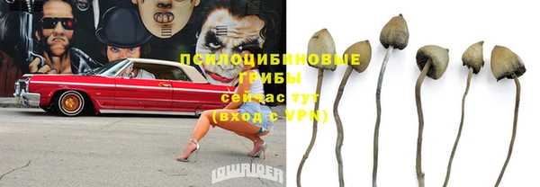 индика Аркадак
